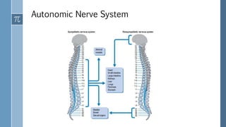 Autonomic Nerve System
 