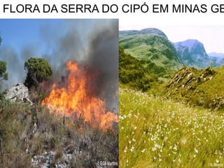 FLORA DA SERRA DO CIPÓ EM MINAS GE
 