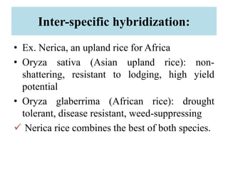 Inter-specific hybridization:
• Ex. Nerica, an upland rice for Africa
• Oryza sativa (Asian upland rice): non-
shattering, resistant to lodging, high yield
potential
• Oryza glaberrima (African rice): drought
tolerant, disease resistant, weed-suppressing
 Nerica rice combines the best of both species.
 