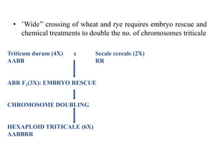 • ’Wide’’ crossing of wheat and rye requires embryo rescue and
chemical treatments to double the no. of chromosomes triticale
Triticum durum (4X) x Secale cereale (2X)
AABB RR
ABR F1(3X): EMBRYO RESCUE
CHROMOSOME DOUBLING
HEXAPLOID TRITICALE (6X)
AABBRR
 