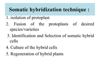 Somatic hybridization technique :
1. isolation of protoplast
2. Fusion of the protoplasts of desired
species/varieties
3. Identification and Selection of somatic hybrid
cells
4. Culture of the hybrid cells
5. Regeneration of hybrid plants
 