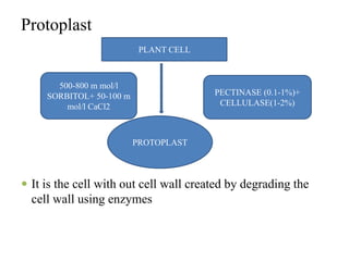 PLANT CELL
PROTOPLAST
500-800 m mol/l
SORBITOL+ 50-100 m
mol/l CaCl2
PECTINASE (0.1-1%)+
CELLULASE(1-2%)
Protoplast
 It is the cell with out cell wall created by degrading the
cell wall using enzymes
 