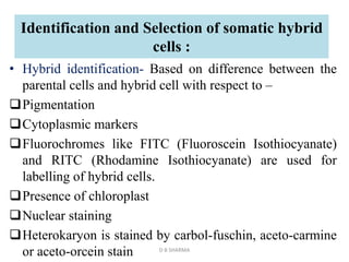 Identification and Selection of somatic hybrid
cells :
• Hybrid identification- Based on difference between the
parental cells and hybrid cell with respect to –
Pigmentation
Cytoplasmic markers
Fluorochromes like FITC (Fluoroscein Isothiocyanate)
and RITC (Rhodamine Isothiocyanate) are used for
labelling of hybrid cells.
Presence of chloroplast
Nuclear staining
Heterokaryon is stained by carbol-fuschin, aceto-carmine
or aceto-orcein stain D B SHARMA
 