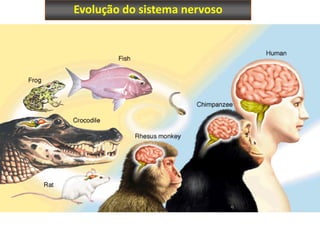 Evolução do sistema nervoso
 