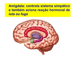 Amígdala: controla sistema simpático
e também aciona reação hormonal de
luta ou fuga
 