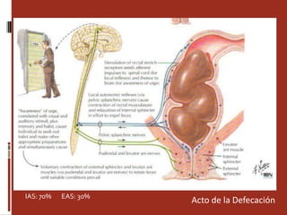 IAS: 70%       EAS: 30%           Acto de la Defecación