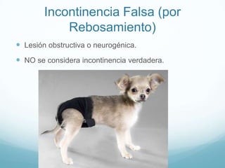 Incontinencia Falsa (por
Rebosamiento)
 Lesión obstructiva o neurogénica.

 NO se considera incontinencia verdadera.

 