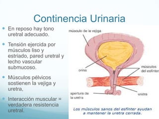Continencia Urinaria
 En reposo hay tono
uretral adecuado.

 Tensión ejercida por
músculos liso y
estriado, pared uretral y
lecho vascular
submucoso.

 Músculos pélvicos
sostienen la vejiga y
uretra,

 Interacción muscular =
verdadera resistencia
uretral.

 