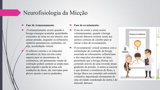 Neurofisiologia da Micção
 Fase de Armazenamento:
 O armazenamento ocorre quando a
bexiga consegue acumular quantidades
crescentes de urina no seu interior, sem
causar pressão, enquanto os esfíncteres
urinários permanecem contraídos, ou
seja, acomodação vesical.
 O esfíncter externo e os músculos
elevadores do ânus servem como
suporte para os mecanismos de
continência, em permanente estado de
contração podem contrair-se ainda mais
para impedir a perda de urina sob
condições de stress, são inervados pelo
plexos sacrais e nervos pudendos.
 Fase de esvaziamento:
 O ato de conter a urina ocorre
voluntariamente, quando a bexiga
músculo detrusor emitem sinais aos
centros corticais do cérebro para se
iniciar a fase de esvaziamento.
 O esvaziamento vesical acontece com a
estimulação da contração da bexiga
associada ao relaxamento esfincteriano
e dos músculos elevadores do ânus,
permitindo que a bexiga elimine seu
conteúdo através de uma inversão desse
gradiente de pressão. A uretra se encurta
o que diminui a resistência do fluxo, a
bexiga libera seu conteúdo sob controle
voluntário dependendo diretamente de
uma atividade coordenada da uretra e do
músculo detrusor.
 
