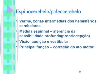 Espinocerebelo/paleocerebelo 
• Verme, zonas intermédias dos hemisférios 
cerebelares 
• Medula espinhal – aferência da 
sensibilidade profunda(propriocepção) 
• Visão, audição e vestibular 
• Principal função – correção do ato motor 
11 
 
