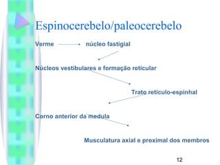 Espinocerebelo/paleocerebelo 
Verme núcleo fastigial 
12 
Núcleos vestibulares e formação reticular 
Trato retículo-espinhal 
Corno anterior da medula 
Musculatura axial e proximal dos membros 
 