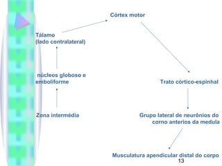 13 
Córtex motor 
Tálamo 
(lado contralateral) 
núcleos globoso e 
emboliforme Trato córtico-espinhal 
Zona intermédia Grupo lateral de neurônios do 
corno anterios da medula 
Musculatura apendicular distal do corpo 
 