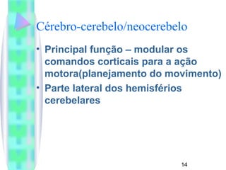 Cérebro-cerebelo/neocerebelo 
• Principal função – modular os 
comandos corticais para a ação 
motora(planejamento do movimento) 
• Parte lateral dos hemisférios 
cerebelares 
14 
 