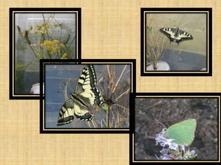 Increase biodiversity