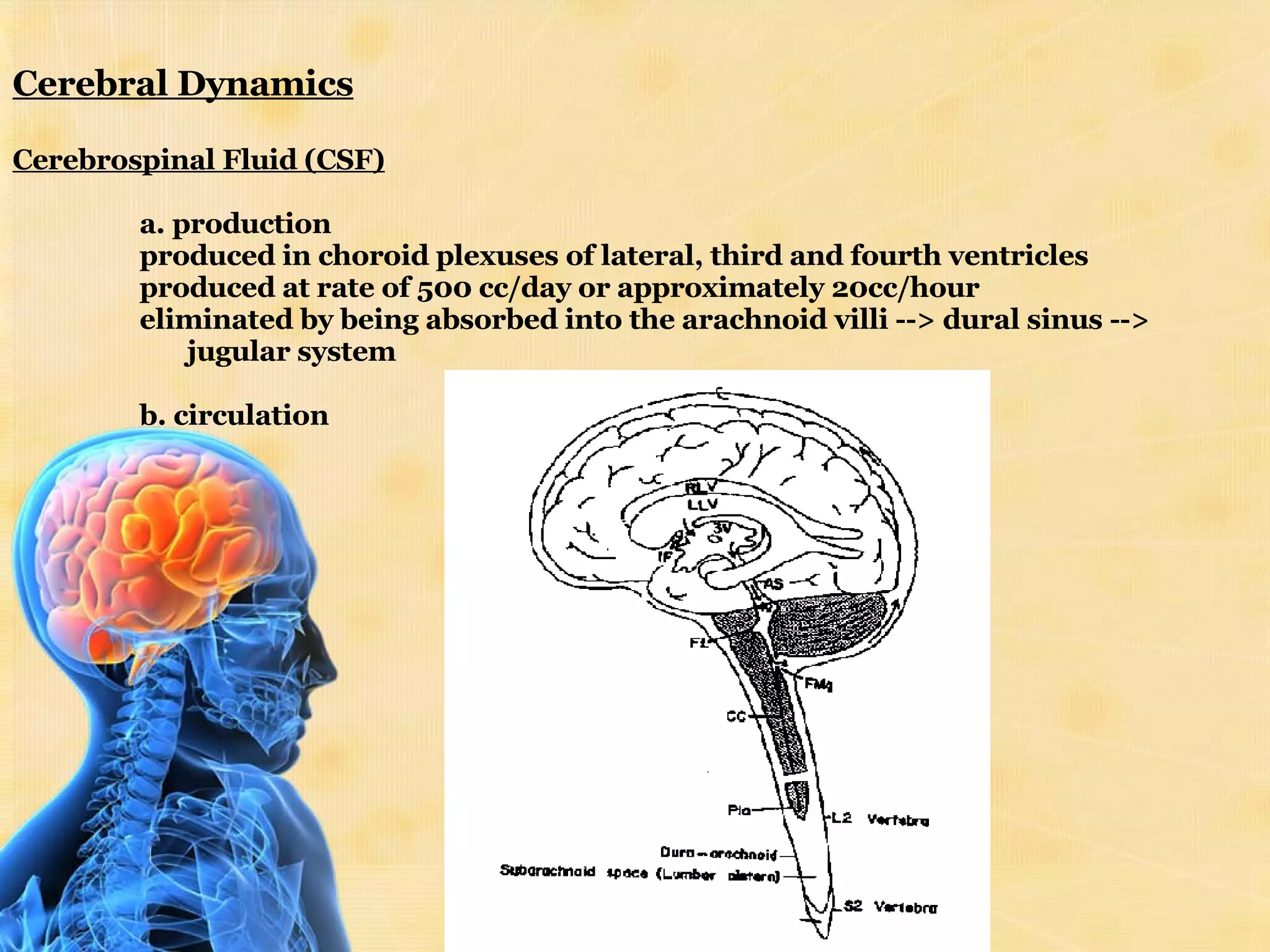 Cerebral Dynamics Cerebrospinal Fluid (CSF) a. production produced in choroid plexuses of lateral, third and fourth ventricles  produced at rate of 500 cc/day or approximately 20cc/hour  eliminated by being absorbed into the arachnoid villi --> dural sinus --> jugular system  b. circulation 