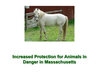 Increased Protection for Animals inIncreased Protection for Animals in
Danger in MassachusettsDanger in Massachusetts
 