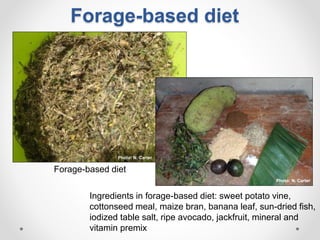 Increasing smallholder pig farmers' adaptive capacity: Low-cost balanced diets for East African pigs using livestock and plant co-products