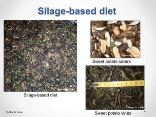 Increasing smallholder pig farmers' adaptive capacity: Low-cost balanced diets for East African pigs using livestock and plant co-products