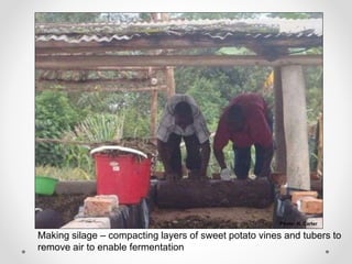 Increasing smallholder pig farmers' adaptive capacity: Low-cost balanced diets for East African pigs using livestock and plant co-products