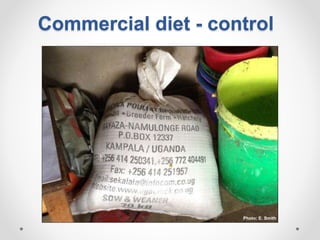 Increasing smallholder pig farmers' adaptive capacity: Low-cost balanced diets for East African pigs using livestock and plant co-products