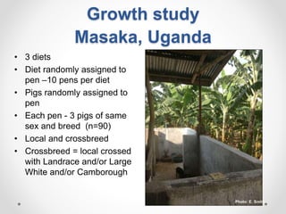 Increasing smallholder pig farmers' adaptive capacity: Low-cost balanced diets for East African pigs using livestock and plant co-products