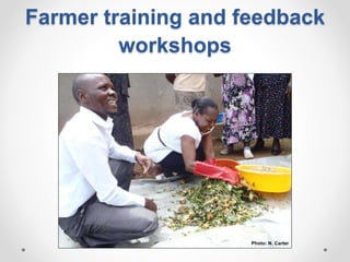 Increasing smallholder pig farmers' adaptive capacity: Low-cost balanced diets for East African pigs using livestock and plant co-products