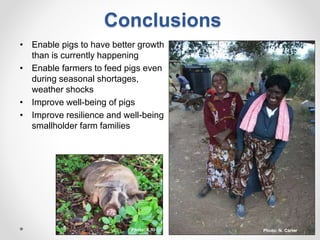 Increasing smallholder pig farmers' adaptive capacity: Low-cost balanced diets for East African pigs using livestock and plant co-products