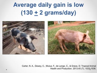 Increasing smallholder pig farmers' adaptive capacity: Low-cost balanced diets for East African pigs using livestock and plant co-products