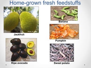 Increasing smallholder pig farmers' adaptive capacity: Low-cost balanced diets for East African pigs using livestock and plant co-products