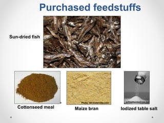 Increasing smallholder pig farmers' adaptive capacity: Low-cost balanced diets for East African pigs using livestock and plant co-products