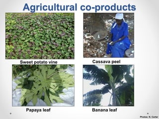 Increasing smallholder pig farmers' adaptive capacity: Low-cost balanced diets for East African pigs using livestock and plant co-products
