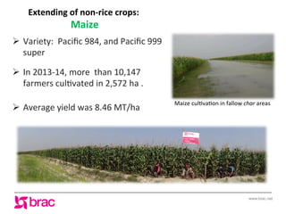 Increasing agricultural and aquacultural productivity in the coastal zone of Bangladesh: BRAC's effort