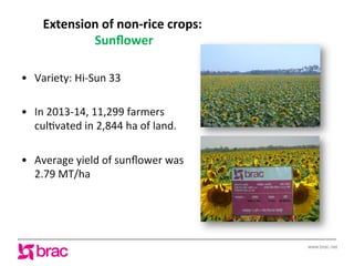 www.brac.net
Extension	
  of	
  non-­‐rice	
  crops:	
  
Sunﬂower	
  
•  Variety:	
  Hi-­‐Sun	
  33	
  
	
  
•  In	
  2013...