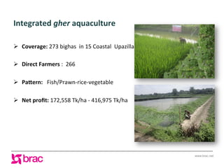 Increasing agricultural and aquacultural productivity in the coastal zone of Bangladesh: BRAC's effort