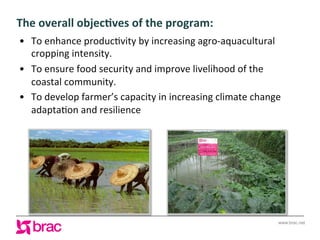 Increasing agricultural and aquacultural productivity in the coastal zone of Bangladesh: BRAC's effort