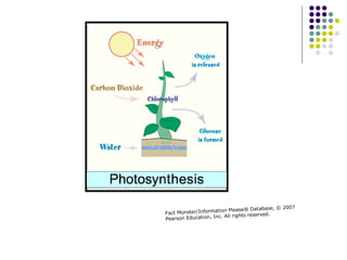 Fact Monster/Information Please® Database, © 2007 Pearson Education, Inc. All rights reserved. 