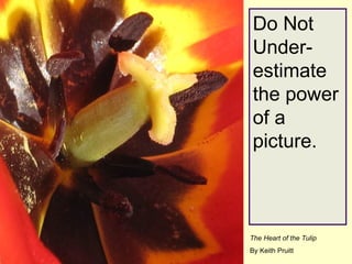Do Not Under-estimate the power of a picture. The Heart of the Tulip By Keith Pruitt 