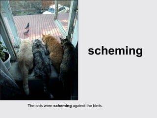 scheming The cats were  scheming  against the birds. 