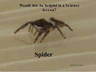 Spider Would this be helpful in a Science lesson? ©Keith Pruitt, Art by Keith 