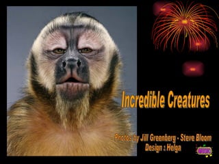 Incredible Creatures Photos by Jill Greenberg - Steve Bloom Design : Helga 