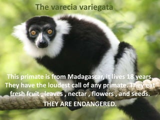 The varecia variegata
This primate is from Madagascar, it lives 18 years.
They have the loudest call of any primate. They eat
fresh fruit , leaves , nectar , flowers , and seeds.
THEY ARE ENDANGERED.
 