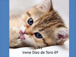 By
Irene Diez de Toro 6º
 