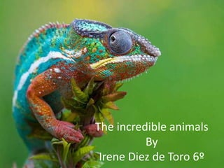 The incredible animals
By
Irene Diez de Toro 6º
 