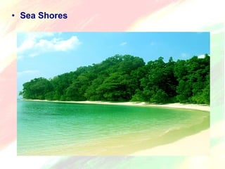 • Sea Shores 
 