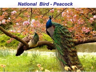 National Bird - Peacock
 