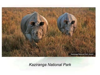 Kaziranga National Park
 