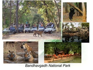 Bandhavgadh National Park
 