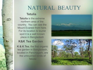Tetulia Tea Incredible Rajshahi | PPTX