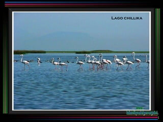 Lago chillika www. laboutiquedelpowerpoint. com 