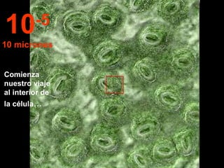 Comienza nuestro viaje al interior de la célula ... 10 -5 10 micrones 